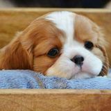 Wesley Chapel, Florida Dog Sitter/Walker