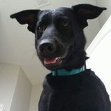 Loveable pet owner looking to care for your pets