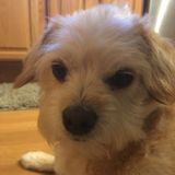 Skilled loving dog handler. Overnight pet care and housesitting