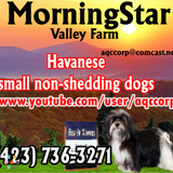 JUST LIKE HOME, Indoor Pet Sitting, $10 per day, AKC, medical trained