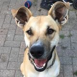 Owen Sound Dog Walker Searching for Work