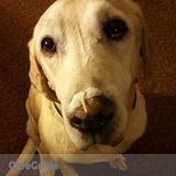 Looking for dog sitter for loveable lab