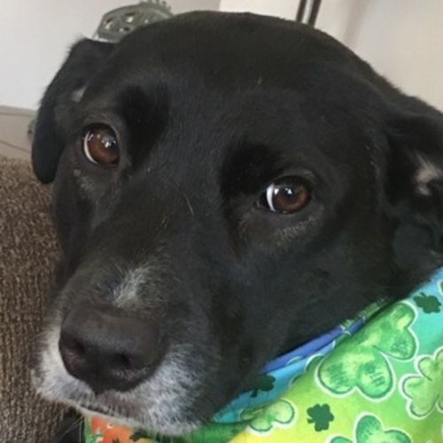 Pet Care Provider Sandy G's Profile Picture