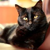 Pet Care Job in Cayce, South Carolina