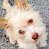 I will pamper your fur baby