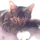 Petsitter in Genoa, OH