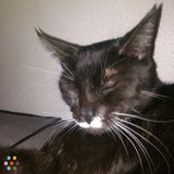 Do you need a pet sitter