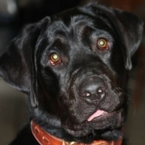 Pet Care Provider Katrina T's Profile Picture