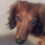 Garland Pet Service Provider Available For Work