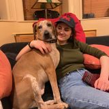 Very experienced babysitting and child-care worker available starting in June 2019