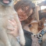 Wanted: Skilled, experienced, and credible Pet Sitting for 3 Australian Cattle Dogs