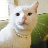Patient and Dependable Cat Sitter!