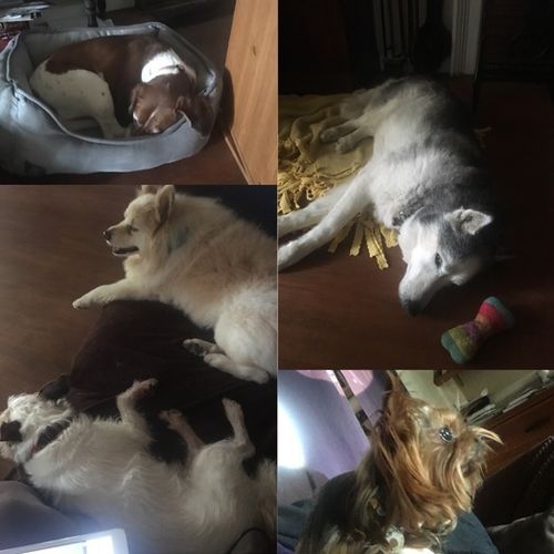 Pet Care Provider Veronica D's Profile Picture