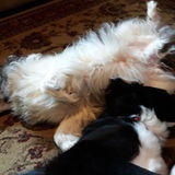 Dayton Pet Sitter Available For Work