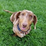 Richmond Pet Care Provider Interviewing For Job Opportunities