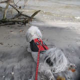 Trustworthy Dog Walker and Sitter Available Immediately