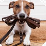 I am a great dog sitter that loves dogs and puppies to the heart.