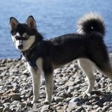 Job Opportunity: Mini Husky Sitter