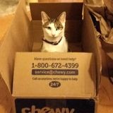 Experienced and loving cat sitter available
