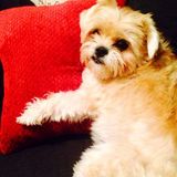 Most Caring and genuine House and Pet Sitter in Laguna Niguel with veterinary technician experience. One of a kind!