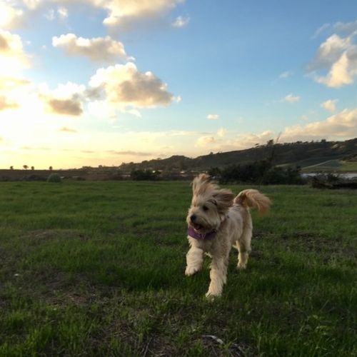 House Sitter Job David Gooch's Profile Picture