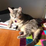 Needed: a Capable Petsitter for weekly home visits
