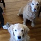 Fort Mill dog care, in my home