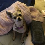 Small dog sitter needed! Must have references ?