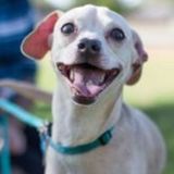 William's Happy Pet Sitting & More