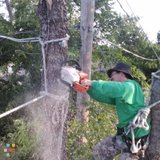 Awesome Tree Service