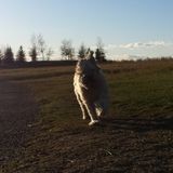 Experienced and Dependable, Your Home and Pets are in Good Hands!