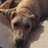 Over night dog sitter needed.