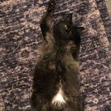 Looking for a reliable cat sitter who can take in my cat