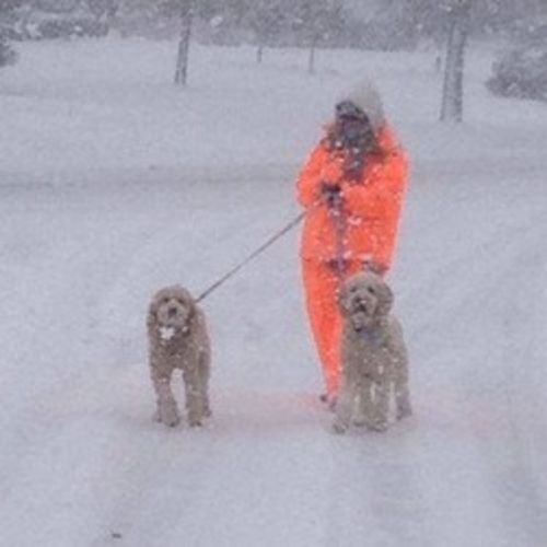 Pet Care Provider Diane W's Profile Picture