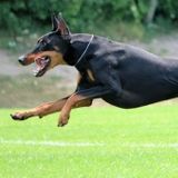 Happy Tails Pet Care Services