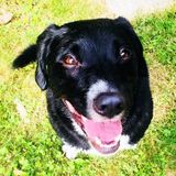 KIND,CARING & FLEXIBLE ANIMAL LOVER AVAILABLE w/ license IN KATONAH!