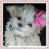 Dog walking service and grooming