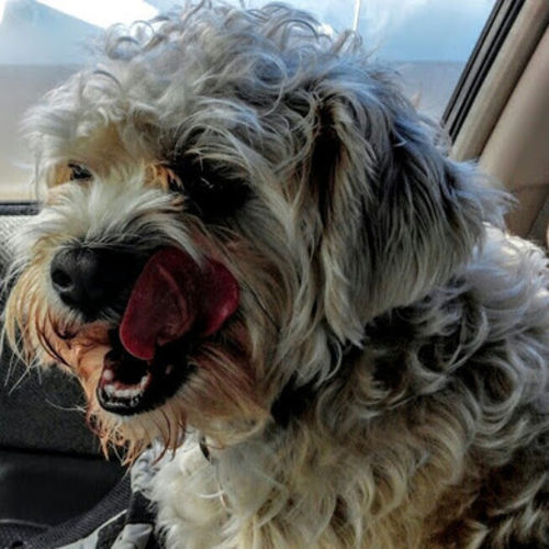 Pet Care Provider Noah's Ark Pet & House S's Profile Picture