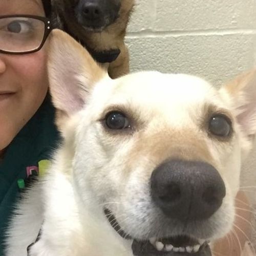 Pet Care Provider Cindy A's Profile Picture