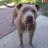 Dog Walker in Santa Monica Area