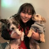 Dog and House Sitting/Dog Walking