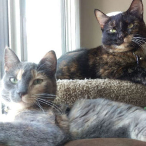 Pet Care Job Sarah Milkintas's Profile Picture