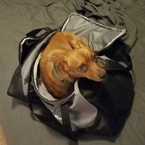 Pet Care Job Jordan S's Profile Picture