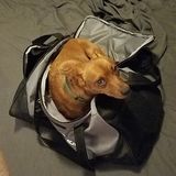Looking for a Loving Forever Home for my Adorable boy Min-Pin