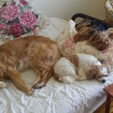 Pet nanny on the job
