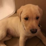 Looking for someone to take care of our puppy Charlie for a couple of hours here and there in our home.