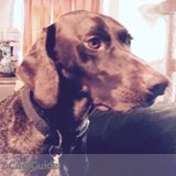 Pet sitter, animal lover, here to help!