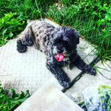 We are two teenagers (age 13 & 14) offering to pet sit any kind of pet. We love animals!