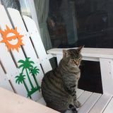 Special needs cat sitter needed in South Tampa.