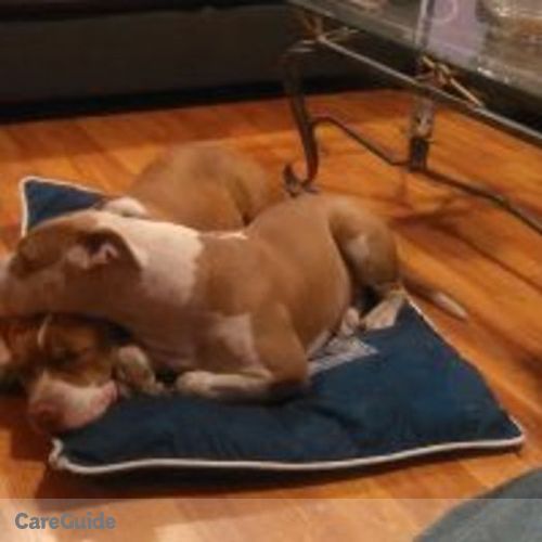 Pet Care Provider Shaun P's Profile Picture